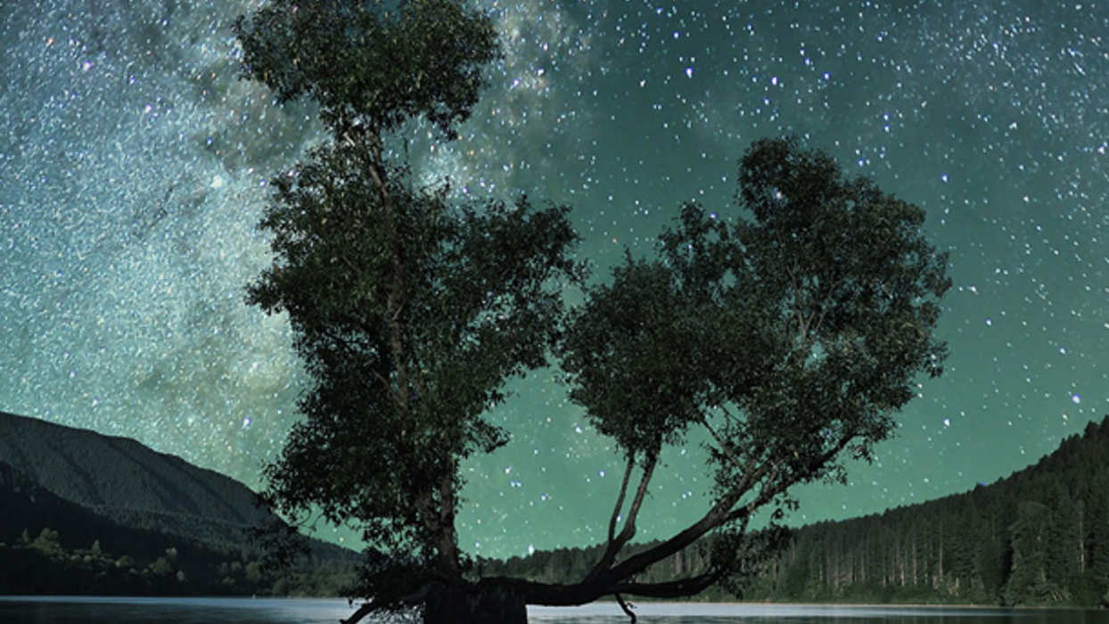 Tree in a lake at night